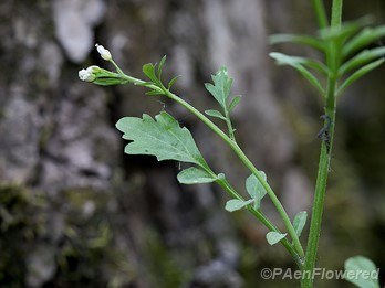 Flowers with leaf and stem